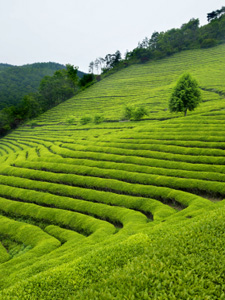 Korean tea garden