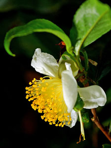 Camellia sinensis flower