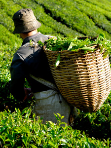 Plucking tea