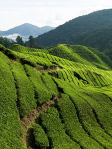 Tea garden