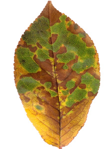 Partially oxidized leaf