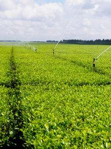 Tea plantation in Kenya