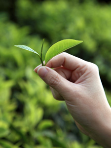 Two leaves and a bud