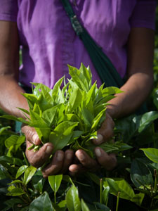 Picking Tea