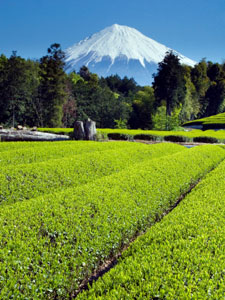 Japanese tea garden near Mt. Fuji