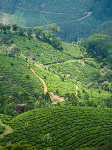 Munnar tea estate in southern India